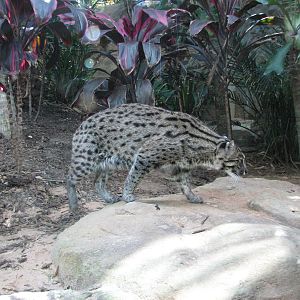 Taronga Zoo 2007 - Fishing Cat in Wild Asia