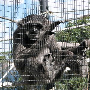 Taronga Zoo 2007 - Silvery Gibbon in Wild Asia