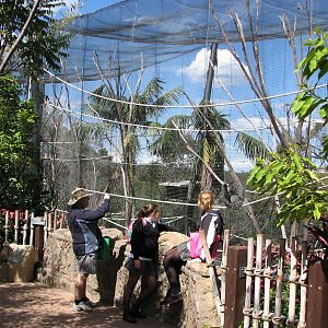 Taronga Zoo 2007 - Silvery Gibbon enclosure in Wild Asia