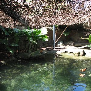 Taronga Zoo 2007 - Malayan Tapir exhibit in Wild Asia