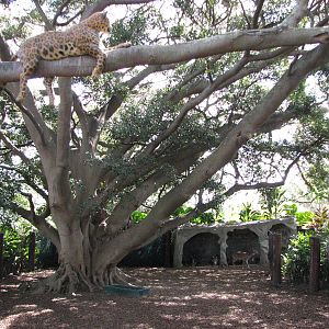 Taronga Zoo 2007 - Brilliant show of the predator-prey way