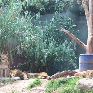 Taronga Zoo 2007 - African Lions