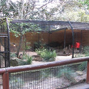 Taronga Zoo 2007 - Fennec Fox enclosure
