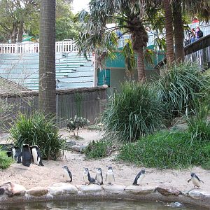 Taronga Zoo 2007 - Mixed Fairy and Fiordland Crested Penguin exhibit