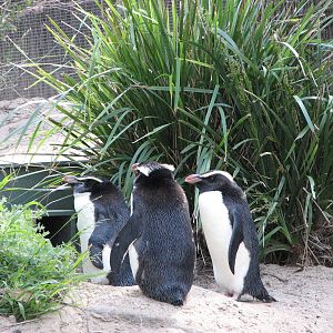 Taronga Zoo 2007 - Fiordland Crested Penguins