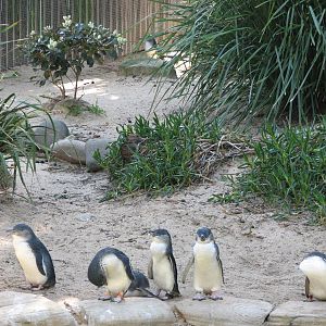 Taronga Zoo 2007 - Fairy Penguins