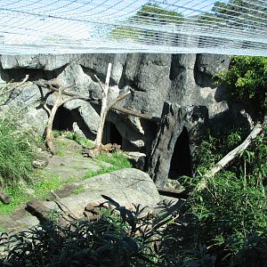 Taronga Zoo 2007 - Inside the Malayan Sun Bear exhibit