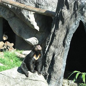 Taronga Zoo 2007 - Malayan Sun Bears