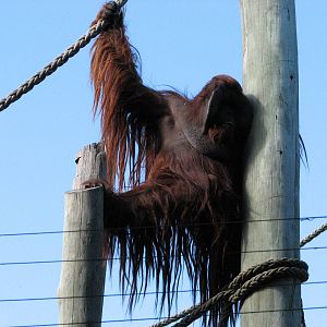 Taronga Zoo 2007 - Male hybrid Orangutan looks over his territory