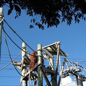 Taronga Zoo 2007 - Male hybrid Orangutan looks over his territory