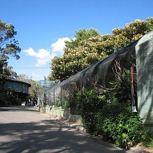 Taronga Zoo 2007 - Koala Walkabout and old aviaries