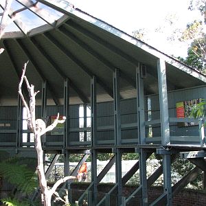 Taronga Zoo 2007 - Inside Koala Walkabout