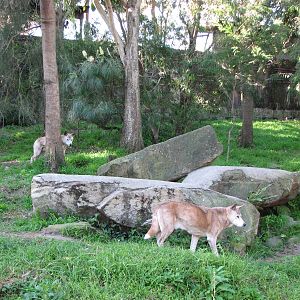 Taronga Zoo 2007 - Dingo exhibit