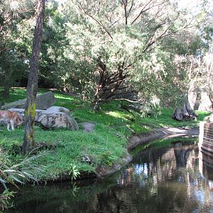 Taronga Zoo 2007 - Side view of the Dingo exhibit