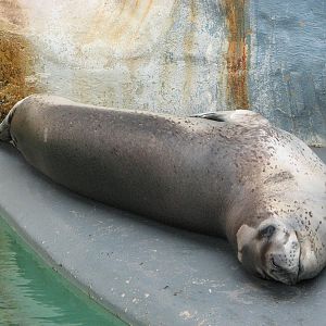 Taronga Zoo 2007 - Brooke the beautiful Leopard Seal