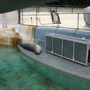 Taronga Zoo 2007 - Brooke the beautiful Leopard Seal