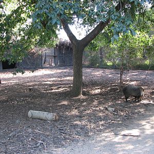 Melbourne Zoo 2008 - Collared Peccary enclosure