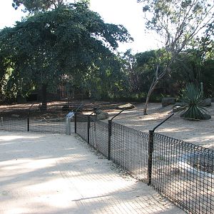 Melbourne Zoo 2008 - Front of Collared Peccary enclosure