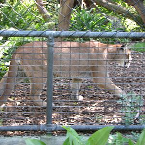 Melbourne Zoo 2008 - Puma