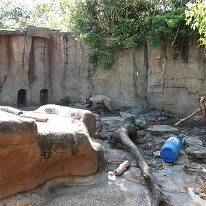 Melbourne Zoo 2008 - View into the Syrian Brown Bear exhibit