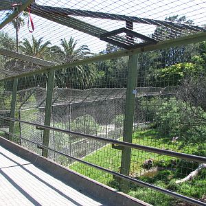 Melbourne Zoo 2008 - View into the Lion exhibit from the visitor deck