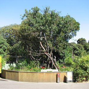 Melbourne Zoo 2008 - Goodfellows Tree Kangaroo exhibit