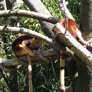 Melbourne Zoo 2008 - Goodfellows Tree Kangaroos