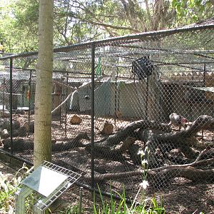 Melbourne Zoo 2008 - View into the Baboon enclosure