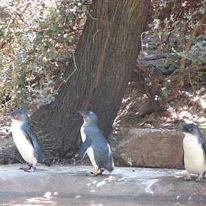 Melbourne Zoo 2008 - Fairy Penguins