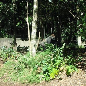 Melbourne Zoo 2008 - Part of the Gorilla exhibit