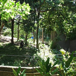 Melbourne Zoo 2008 - View into the Gorilla exhibit