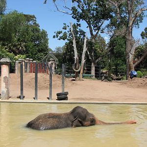 Melbourne Zoo 2008 - Elephant cools off on a hot January day