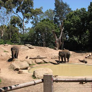 Melbourne Zoo 2008 - Elephant exhibit