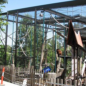 Melbourne Zoo 2008 - Orangutan exhibit in the Sanctuary