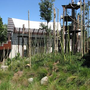 Melbourne Zoo 2008 - Siamang exhibit at the Orangutan Sanctuary
