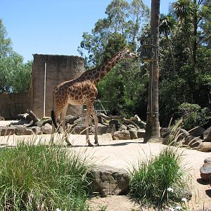 Melbourne Zoo 2008 - Giraffe exhibit