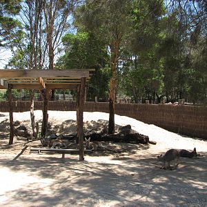 Melbourne Zoo 2008 - Kangaroo exhibit in the Australian Bush area