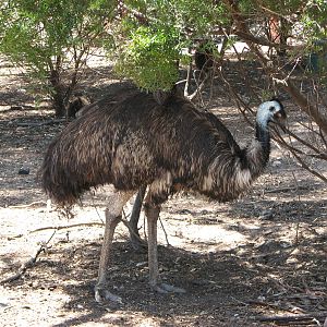 Melbourne Zoo 2008 - Emu in the Australian Bush area