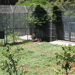 Melbourne Zoo 2008 - Part of the lush African Lion exhibit
