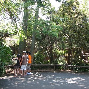 Melbourne Zoo 2008 - Binturong cage in the small cat row
