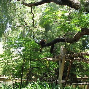 Melbourne Zoo 2008 - Red Panda up in a tree