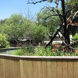 Melbourne Zoo 2008 - Border of the Tree Kangaroo exhibit