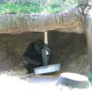 Melbourne Zoo 2008 - Gorilla in the shade with his toy