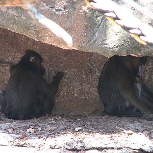 Melbourne Zoo 2008 - Mandrills in the shade on a hot January day