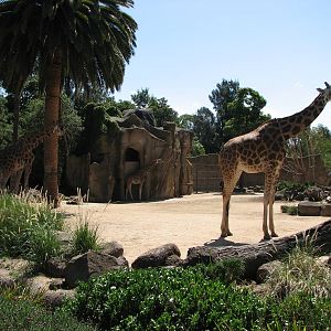 Melbourne Zoo 2008 - Giraffe exhibit