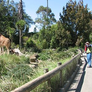 Melbourne Zoo 2008 - Visitors view the Giraffes