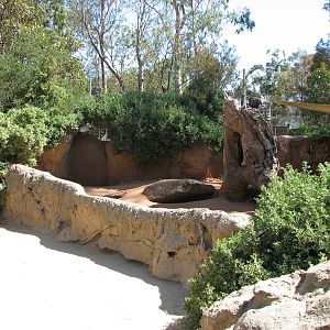 Melbourne Zoo 2008 - Wombat exhibit in the Australian Bush area