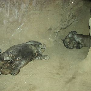 Melbourne Zoo 2008 - Wombats in the Australian Bush area