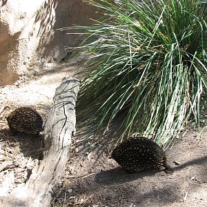 Melbourne Zoo 2008 - Short-beaked Echidnas in the Australian Bush area