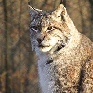 Northern Lynx